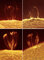 Thumbnail image. Click to load APOD for this date