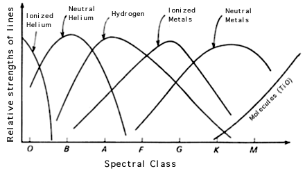 Relative intensities of absorption lines in stellar types