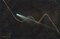 Thumbnail image. Click to load APOD for this date