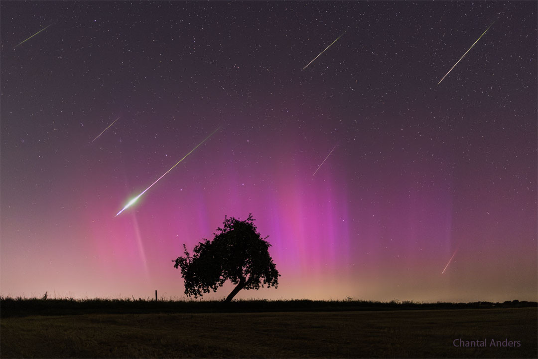 A night sky filled with stars is coloured partly purple
by an aurora. Also visible are several streaks which are
meteors in this image composite. In the foreground is 
a field and lone tree. Part of the tree slants at the
nearly the same angle of the meteor streaks. 
Please see the explanation for more detailed information.